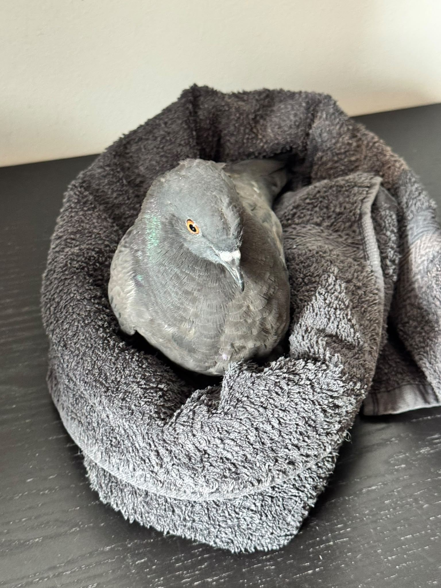 Gesicherte Taube in einem Handtuchnest